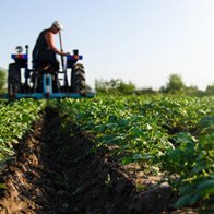 Post Harvest Preoessing and Marketing Services